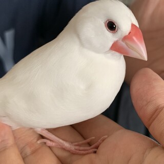 白文鳥の男の子
