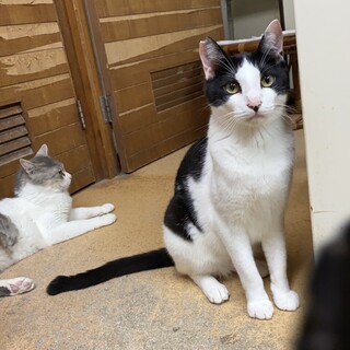 白黒ハチワレ　ダイヤ君