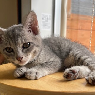 グレートラの美猫♡みいこちゃん