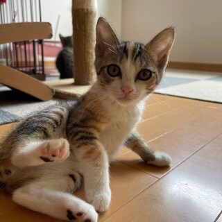 美猫のキジ三毛♡きなこちゃん