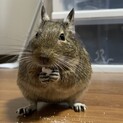 好奇心旺盛なデグーです。