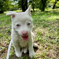 先住犬のいるご家庭限定募集です。あかりちゃんです