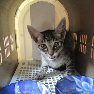 子猫が自宅に住み着いた 耳と尻尾が長い可愛い子猫