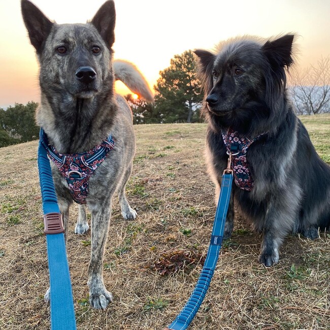 Team 野犬のカバー写真