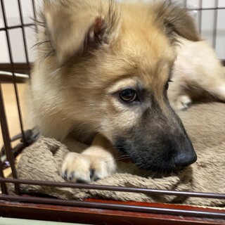 元野犬っ子。4ヶ月ぐらいの男の子。里親さま募集中。