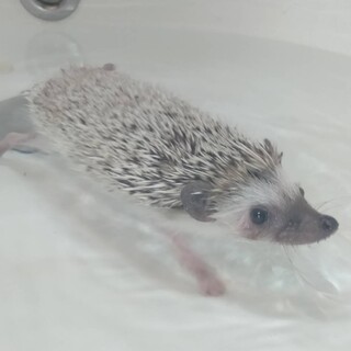 ハリネズミ　オス1歳