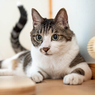 目のクリクリしたマンチカンの里親を募集中