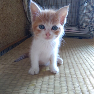 【ヨっちゃん・オス】段ボール遺棄子猫４匹