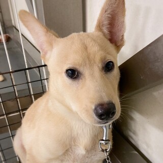 【相談中】大きなお耳がポイント！ あつともくん