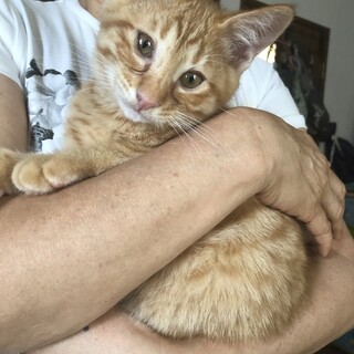 犬とも暮らせる茶トラボーイ！