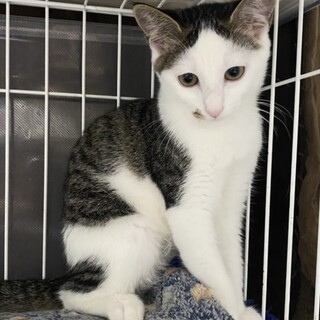 なれなれ☆キジ白♀ミルキー4か月