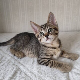 人が大好き４兄妹★キジ♂ぽっぽ君