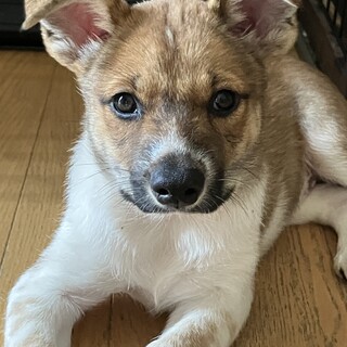 一旦募集停止かわいい性格どうか伝わりますように