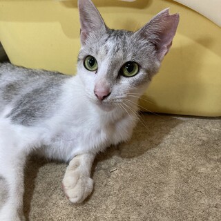 白グレーのきれいな柄の美人ねこ❣️