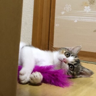 生後約2ヵ月の激かわな女の子