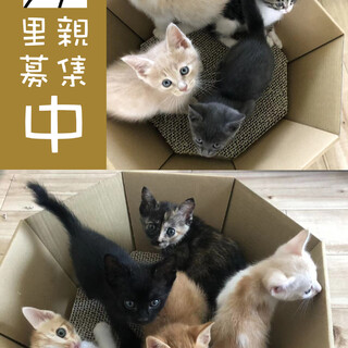 野良猫誕生日は6月3日/6月15日です（雌と雄）