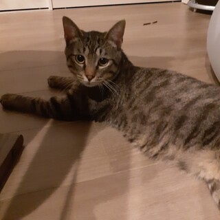 ちょっとびびりな「しじみ君」ずっとおうち募集中