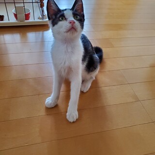 人馴れしてるハチワレ猫ちゃん　カギしっぽ