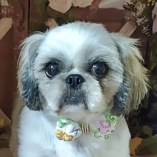 市谷（いちがや）ビビリの食いしん坊ガール❤