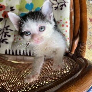 海産物姉妹(昆布とワカメ)ワカメちゃん♡