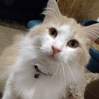 構ってちゃんな「プリエールちゃん」