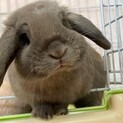 うさぎ ロップイヤー血統書 1歳4ヶ月♂里親募集