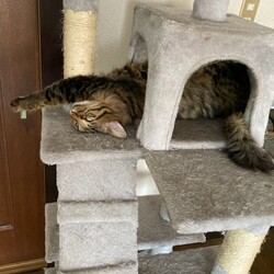 コン、コン、コン、ココ〜ン！