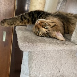 「コン、コン、コン、ココ〜ン！」サムネイル2