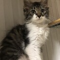 ソマリ？撫で撫で大好きな長毛ちゃんです