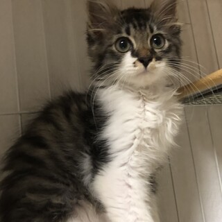 ソマリ？撫で撫で大好きな長毛ちゃんです