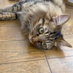 「顔面ア〜ップ！！」サムネイル2