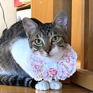 人馴れバッチリの舐め猫