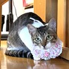 人馴れバッチリの舐め猫 サムネイル2