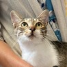 人馴れバッチリの舐め猫 サムネイル3