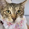 人馴れバッチリの舐め猫 サムネイル4