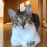 人馴れバッチリの舐め猫 サムネイル5