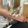 人馴れバッチリの舐め猫 サムネイル6