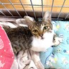 人馴れバッチリの舐め猫 サムネイル7