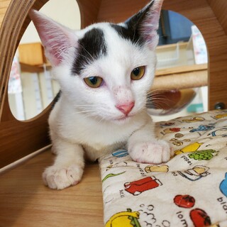 食いしん坊な牛柄ぬぬ君♂️