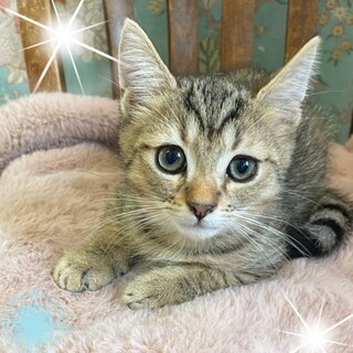 幼いミヌエットの男の子(足長君)