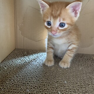 新しいお家募集中です。マイクロチップ装着済み13