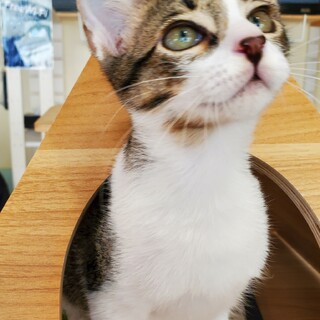 遊ぶの大好きキジ白あずき♂️