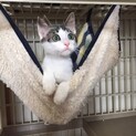 去勢済み！ゴロニャン♪そら君