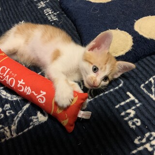 新しいお家募集中です。マイクロチップ装着済み15