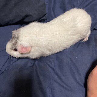 モルモット　男の子　里親募集します