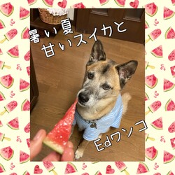 「Edワンコとスイカ」サムネイル1