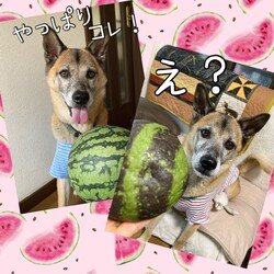 「Edワンコとスイカ」サムネイル3