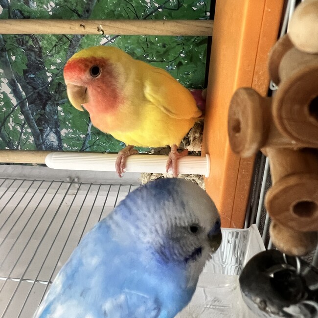 Daaaiiのカバー写真