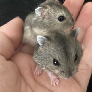 ハムスターの里親募集