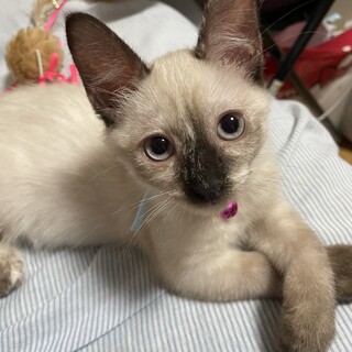 シャムミックス系人大好き構ってちゃんキララ